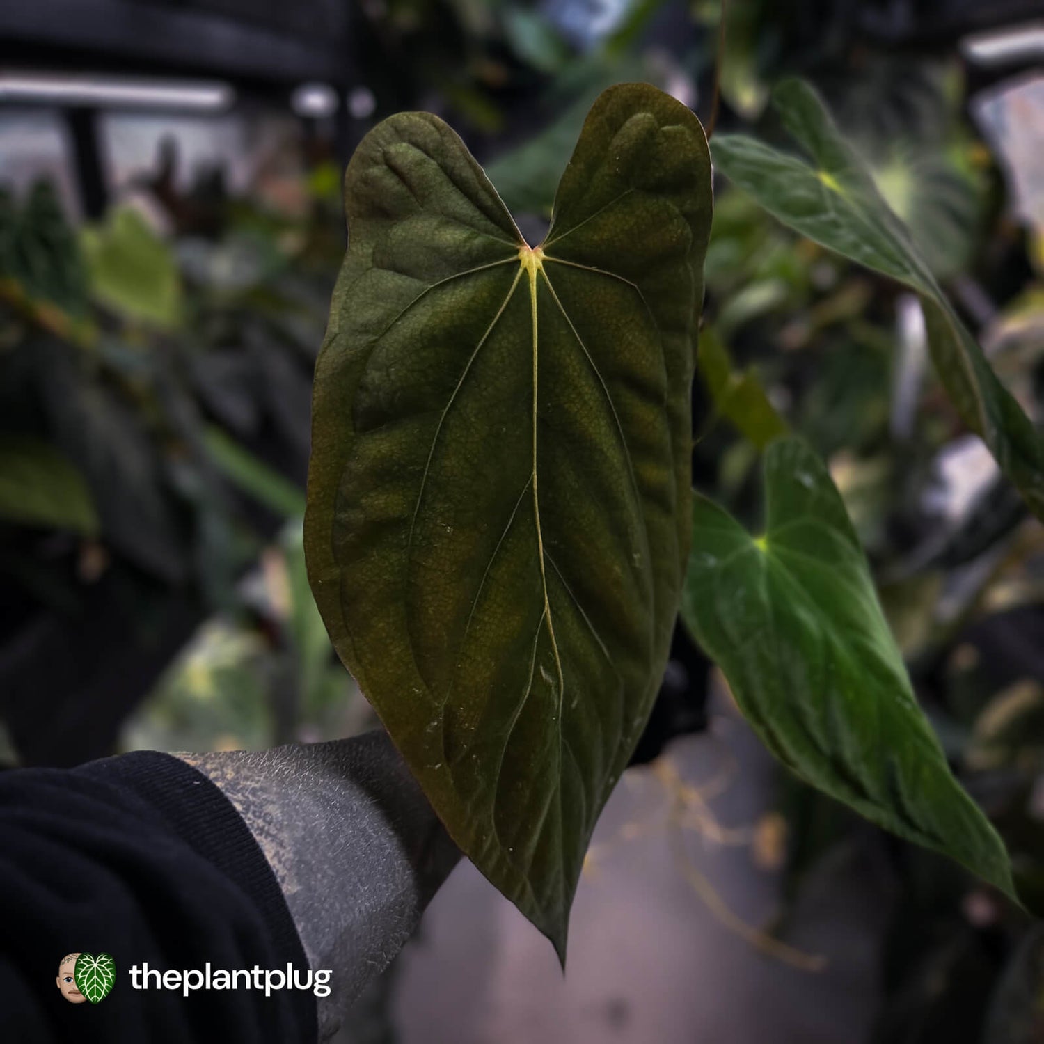Anthurium papillilaminum 'Red Abaxial' x antolakii ('Round' x 'RA1') • select XL plant