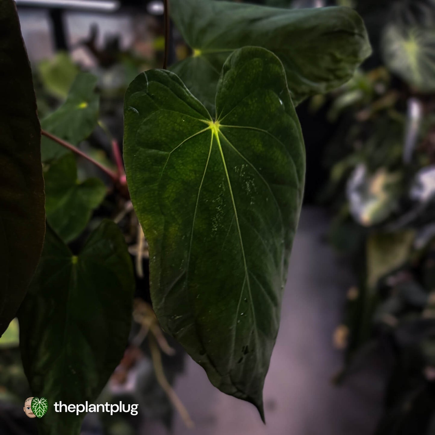 Anthurium papillilaminum 'Red Abaxial' x antolakii ('Round' x 'RA1') • select XL plant