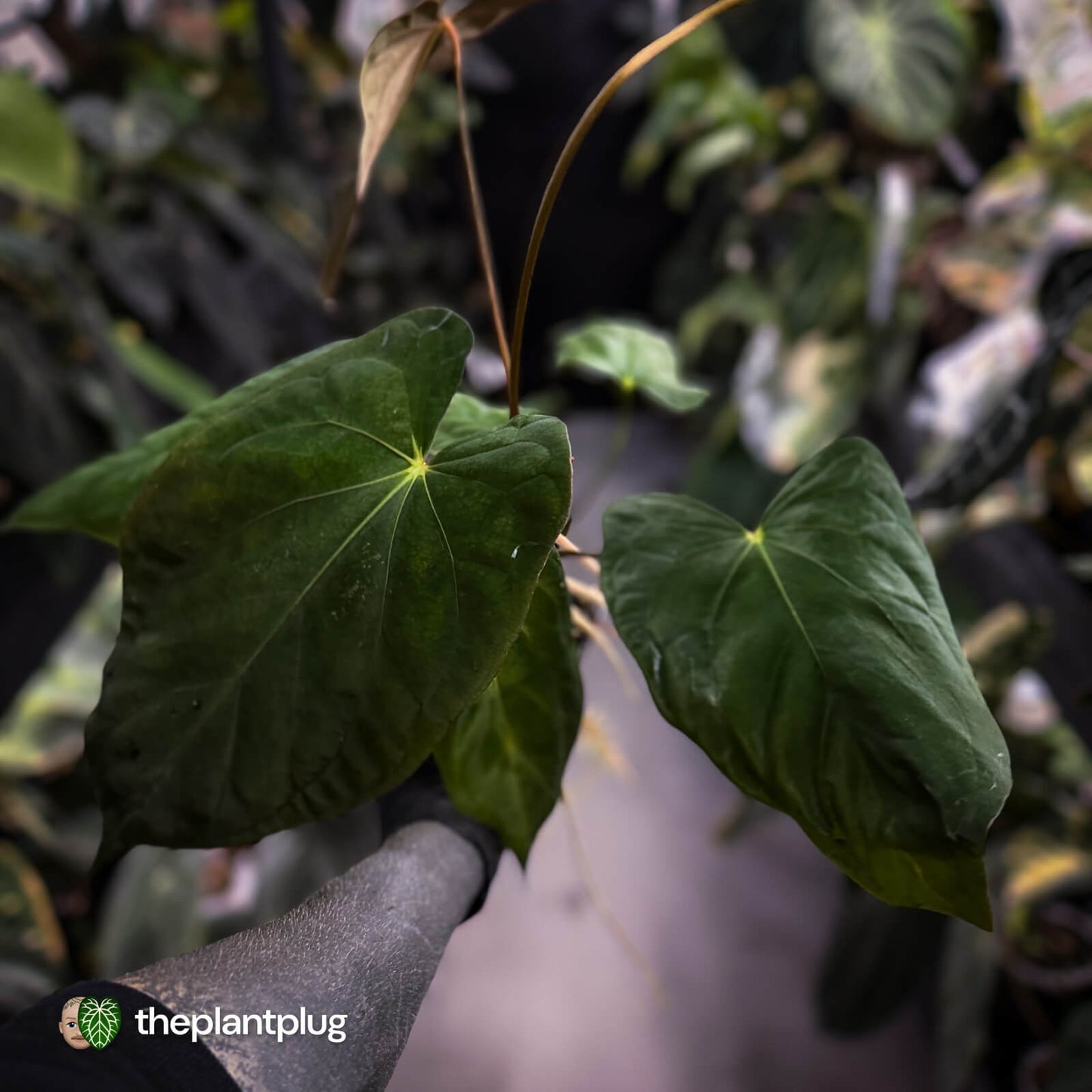 Anthurium papillilaminum 'Red Abaxial' x antolakii ('Round' x 'RA1') • select XL plant