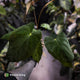 Anthurium papillilaminum 'Red Abaxial' x antolakii ('Round' x 'RA1') • select XL plant