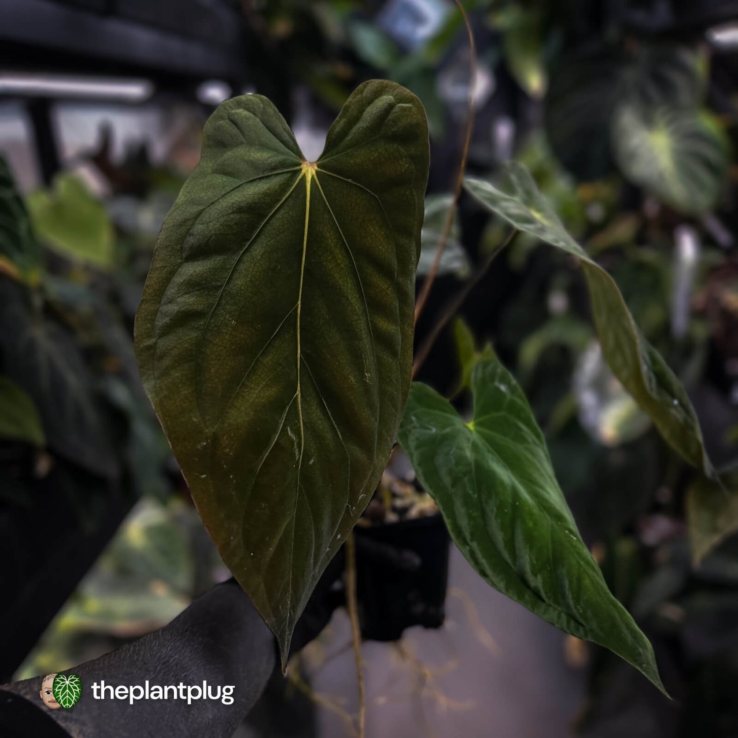 Anthurium papillilaminum 'Red Abaxial' x antolakii ('Round' x 'RA1') • select XL plant