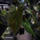 Anthurium papillilaminum 'Red Abaxial' x antolakii ('Round' x 'RA1') • select XL plant