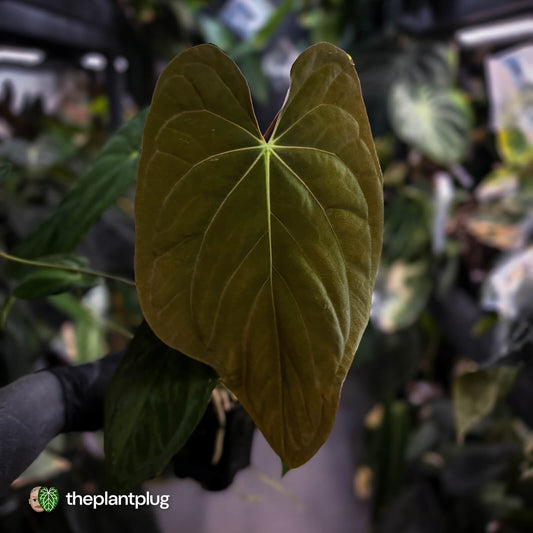Anthurium papillilaminum 'Red Abaxial' x antolakii ('Round' x 'RA1') • XL plant
