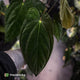 Anthurium papillilaminum 'Red Abaxial' x antolakii ('Round' x 'RA1') • XL plant