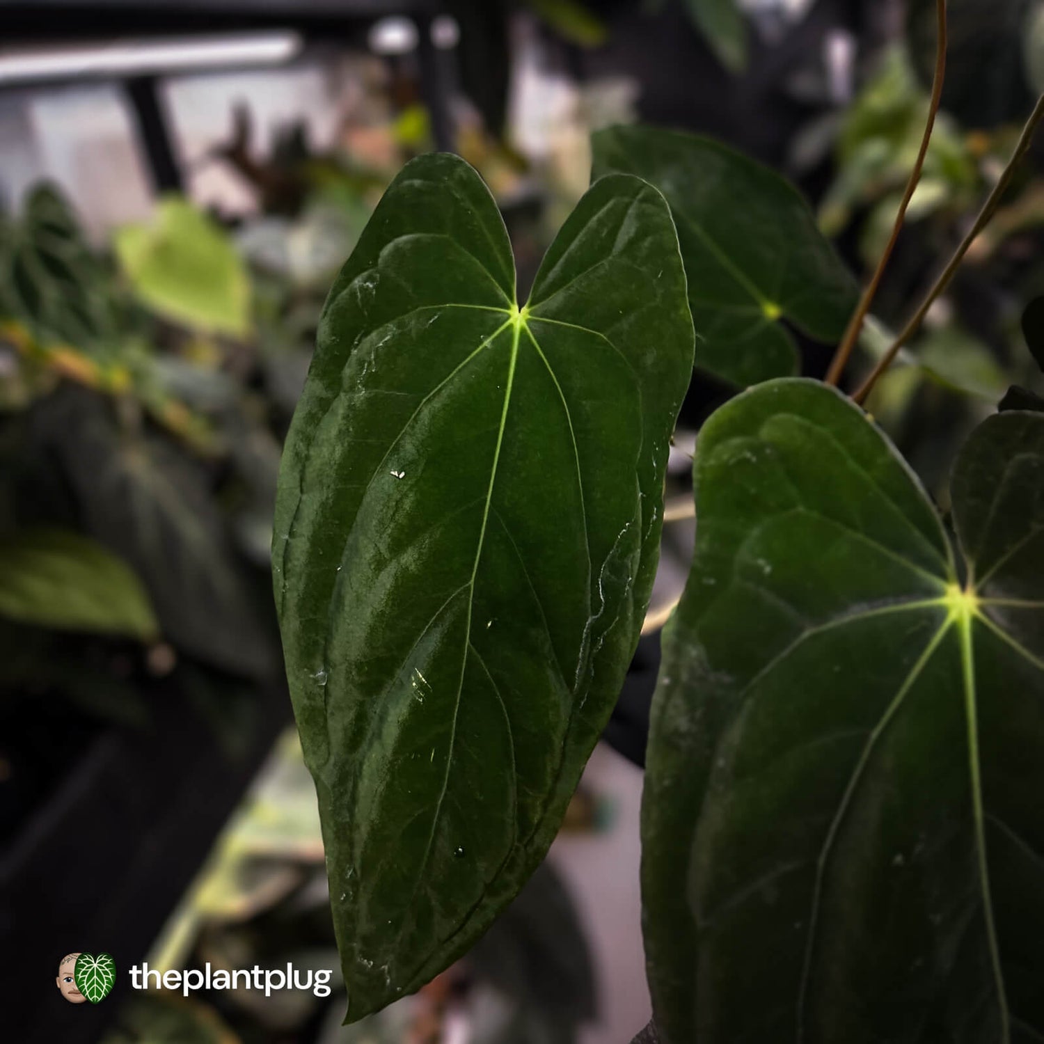 Anthurium papillilaminum 'Red Abaxial' x antolakii ('Round' x 'RA1') • XL plant