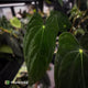 Anthurium papillilaminum 'Red Abaxial' x antolakii ('Round' x 'RA1') • XL plant