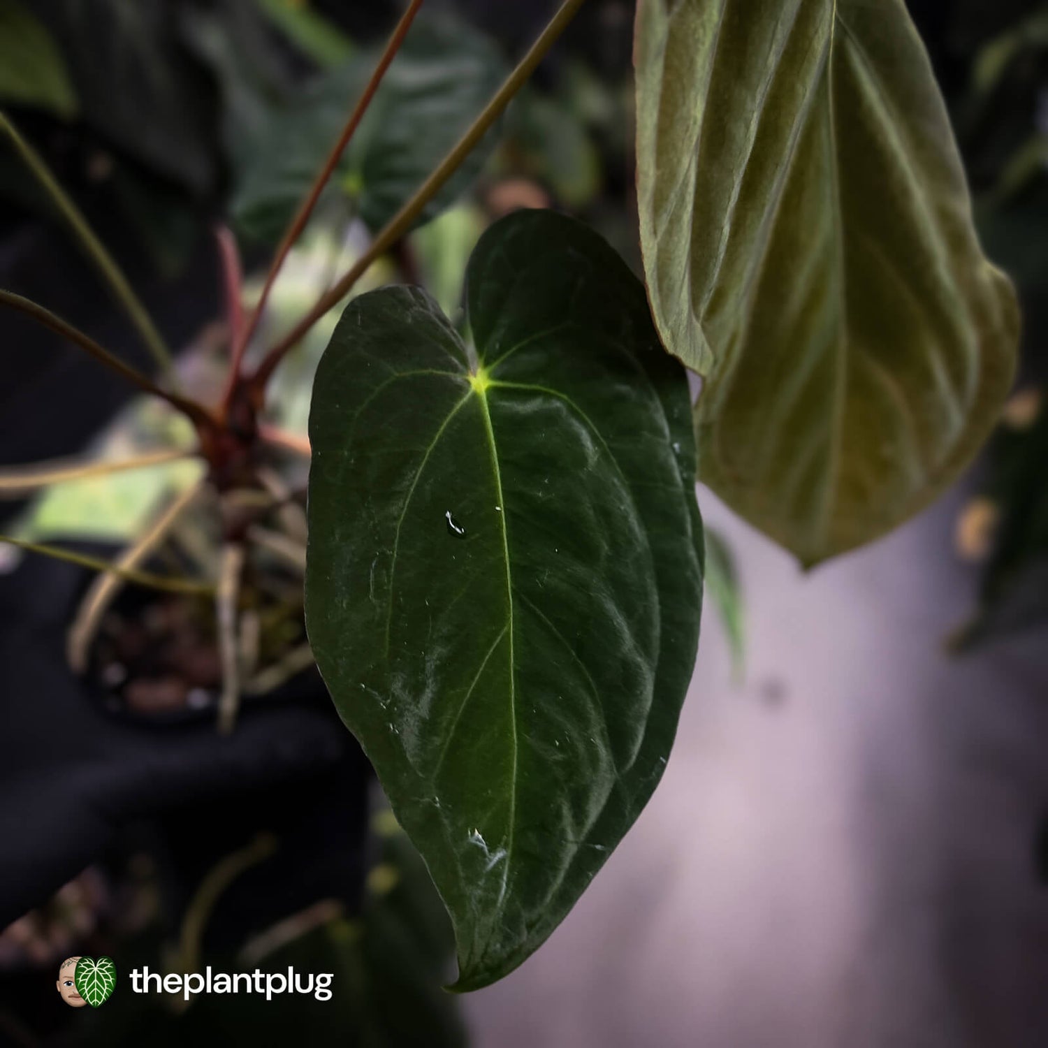 Anthurium papillilaminum 'Red Abaxial' x antolakii ('Round' x 'RA1') • XL plant