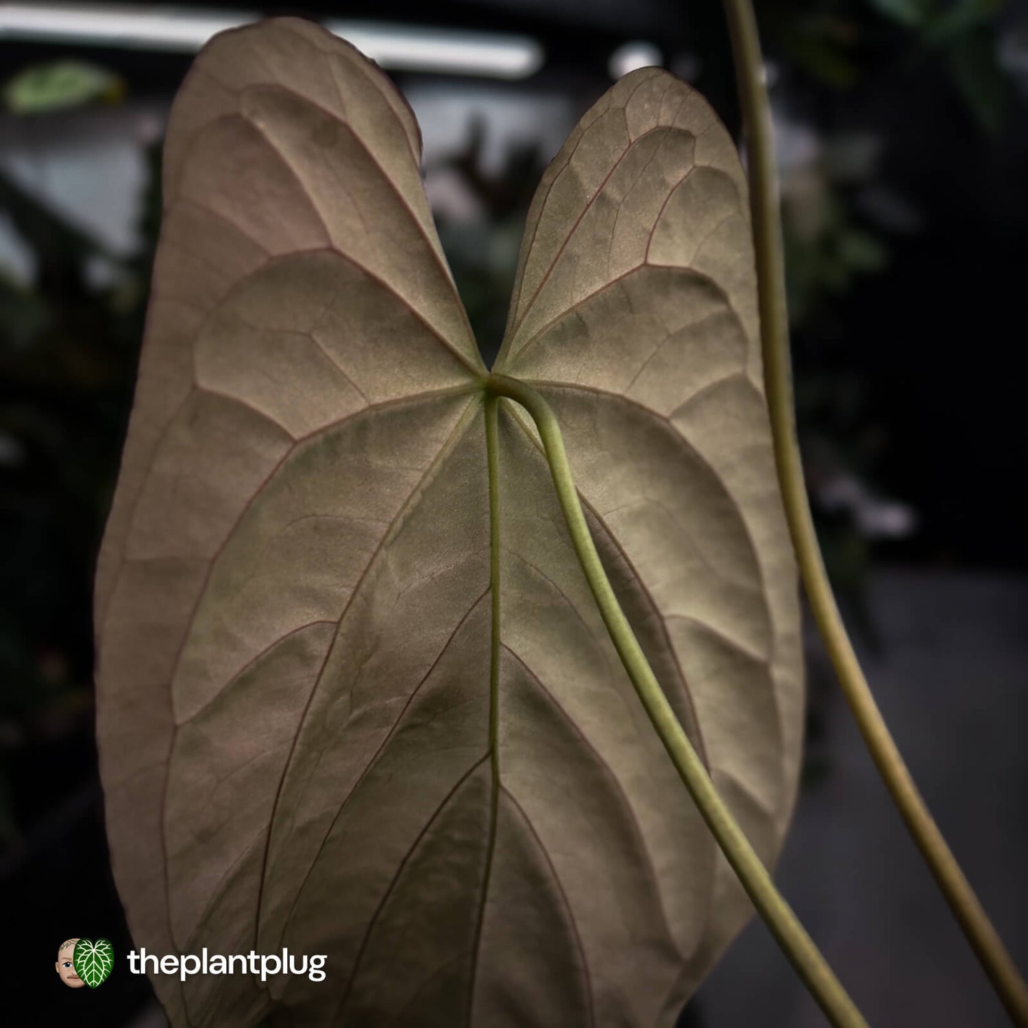 Anthurium papillilaminum 'Red Abaxial' x antolakii ('Round' x 'RA1') • XL plant