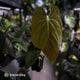 Anthurium papillilaminum 'Red Abaxial' x antolakii ('Round' x 'RA1') • XL plant