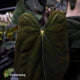Anthurium papillilaminum 'Red Abaxial' x antolakii ('Round' x 'RA1') • select XL plant