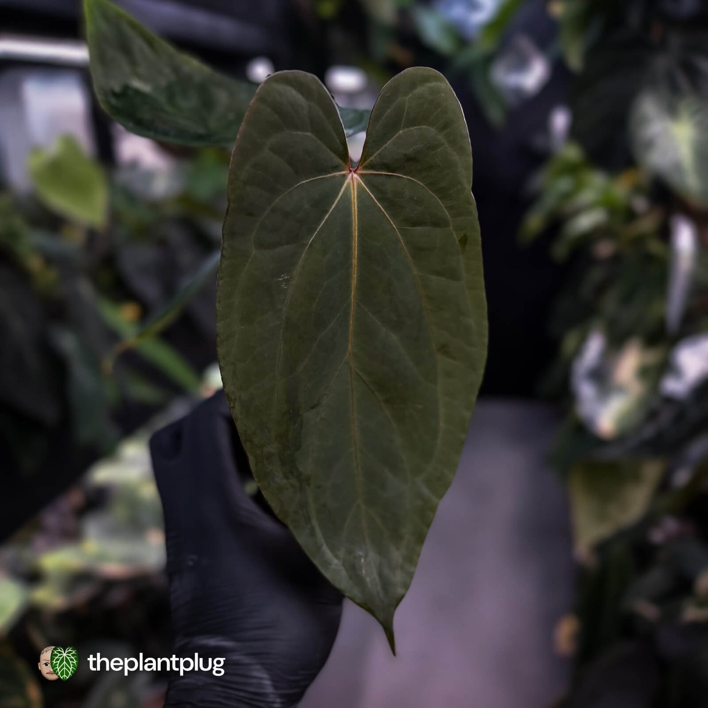 Anthurium 'Deadpool' x antolakii ('Round' x 'RA1')
