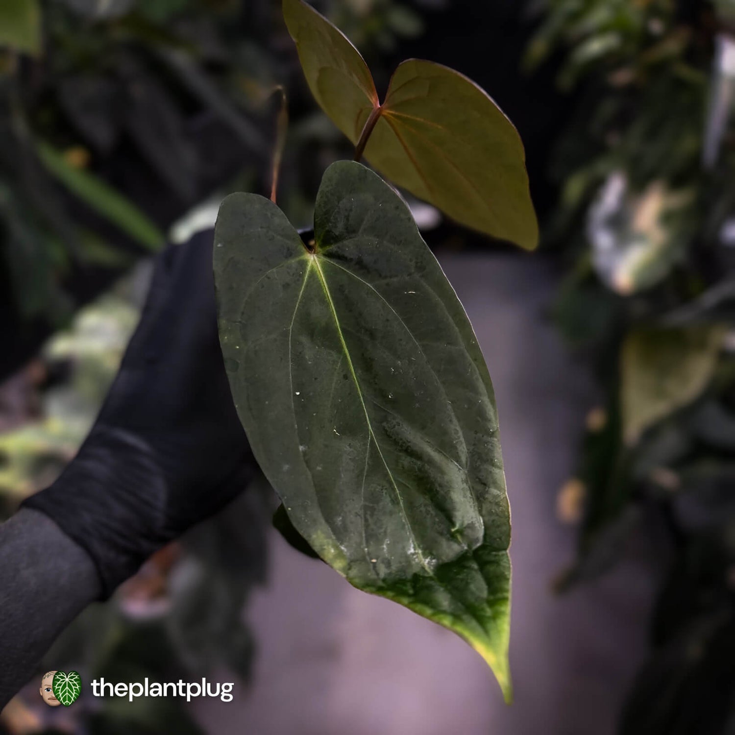 Anthurium 'Deadpool' x antolakii ('Round' x 'RA1')