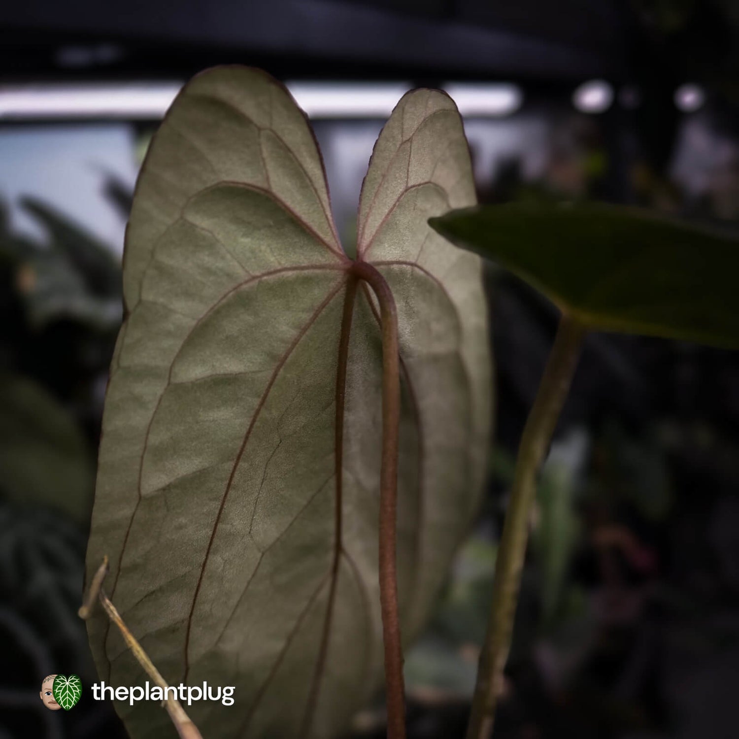 Anthurium 'Deadpool' x antolakii ('Round' x 'RA1')