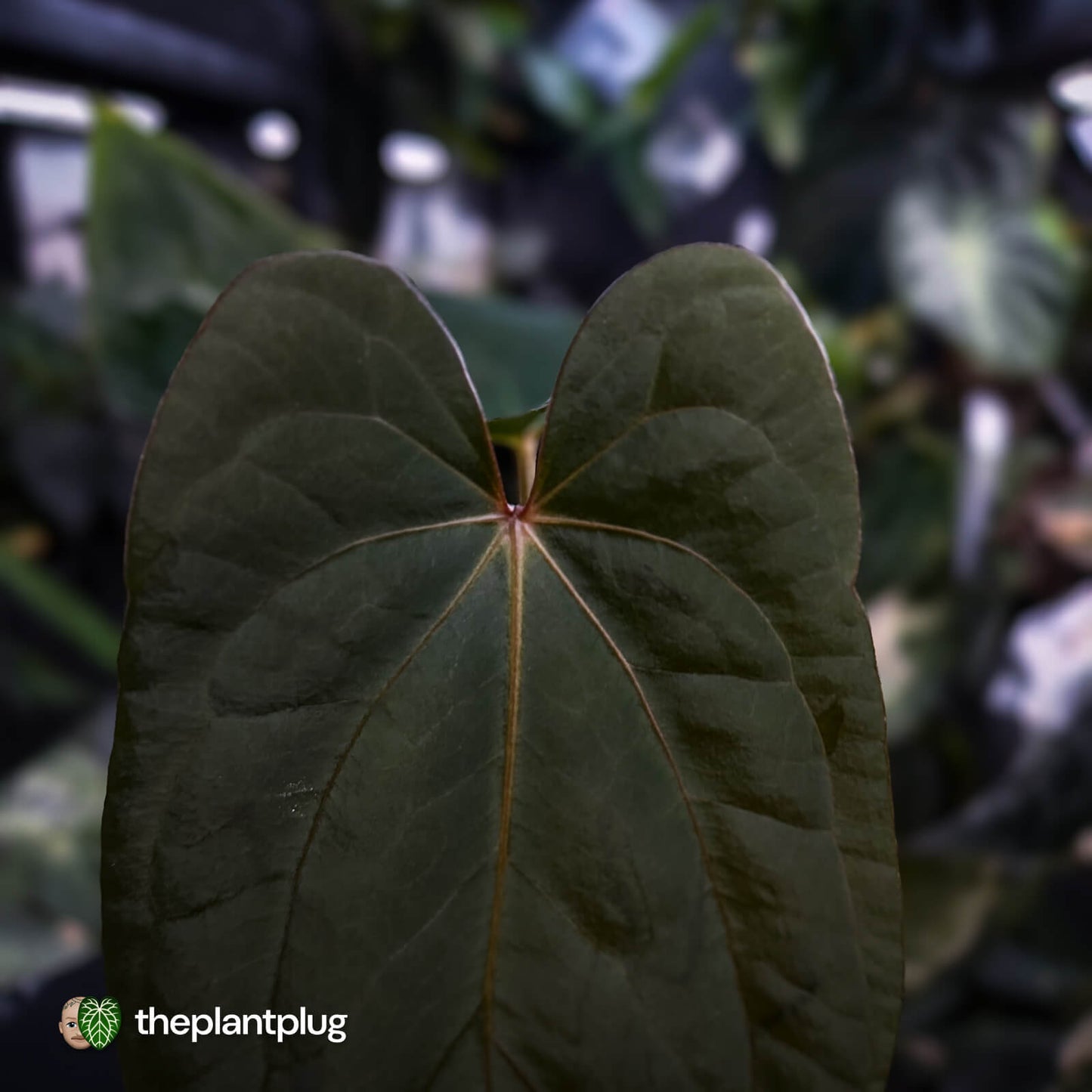 Anthurium 'Deadpool' x antolakii ('Round' x 'RA1')