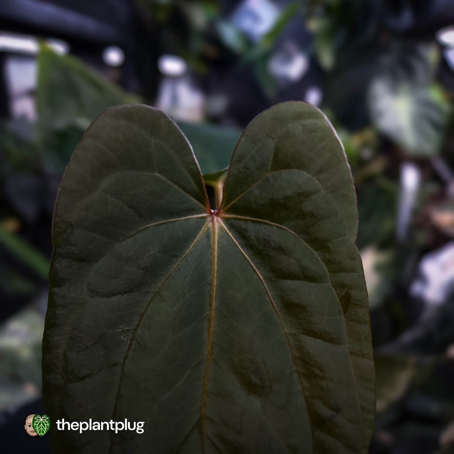 Anthurium 'Deadpool' x antolakii ('Round' x 'RA1')