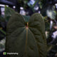 Anthurium 'Deadpool' x antolakii ('Round' x 'RA1')