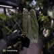 Anthurium 'Deadpool' x antolakii ('Round' x 'RA1')