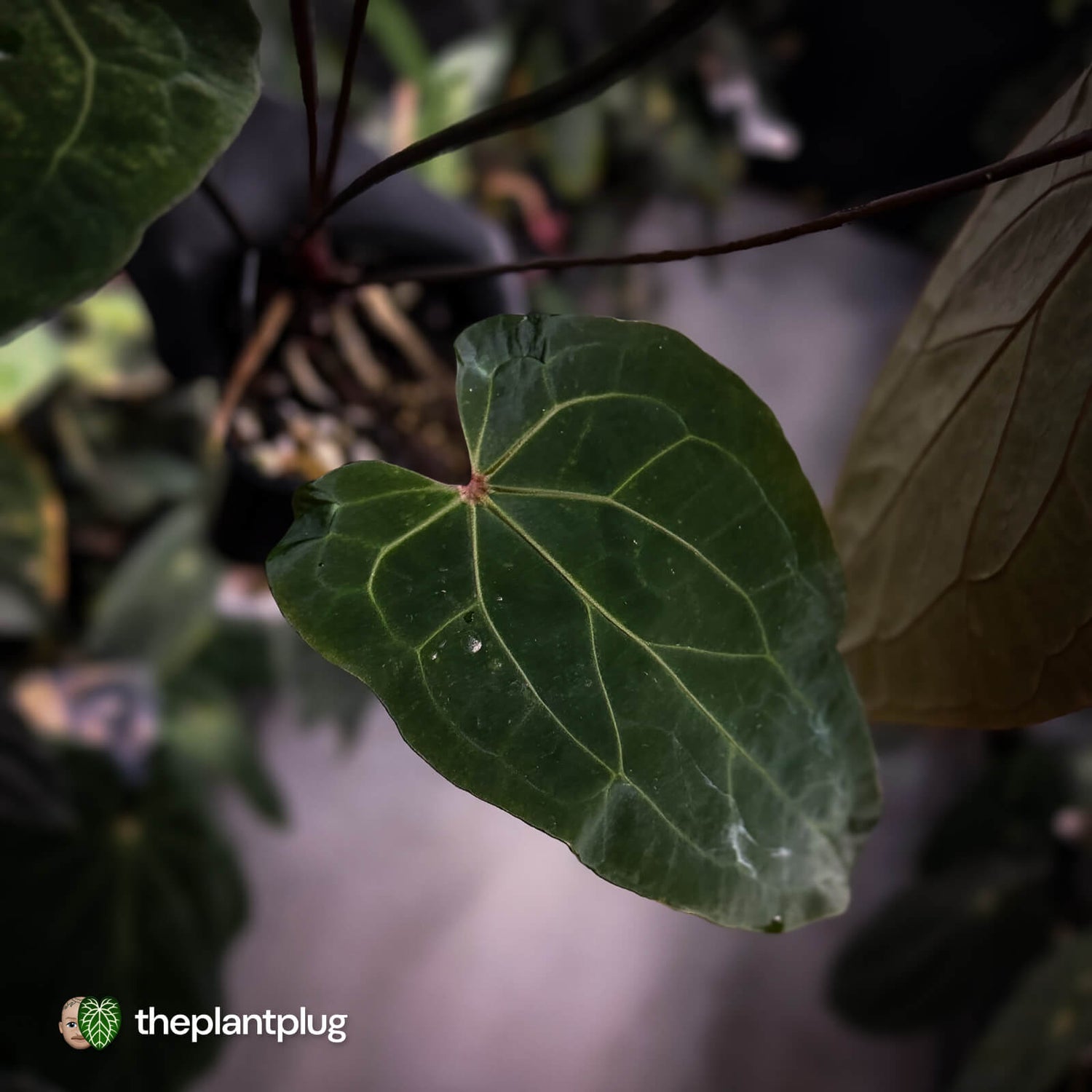 Anthurium [('Zara' x 'Michelle') x pap] x 'Jayda' • XL select holdback