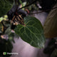 Anthurium [('Zara' x 'Michelle') x pap] x 'Jayda' • XL select holdback