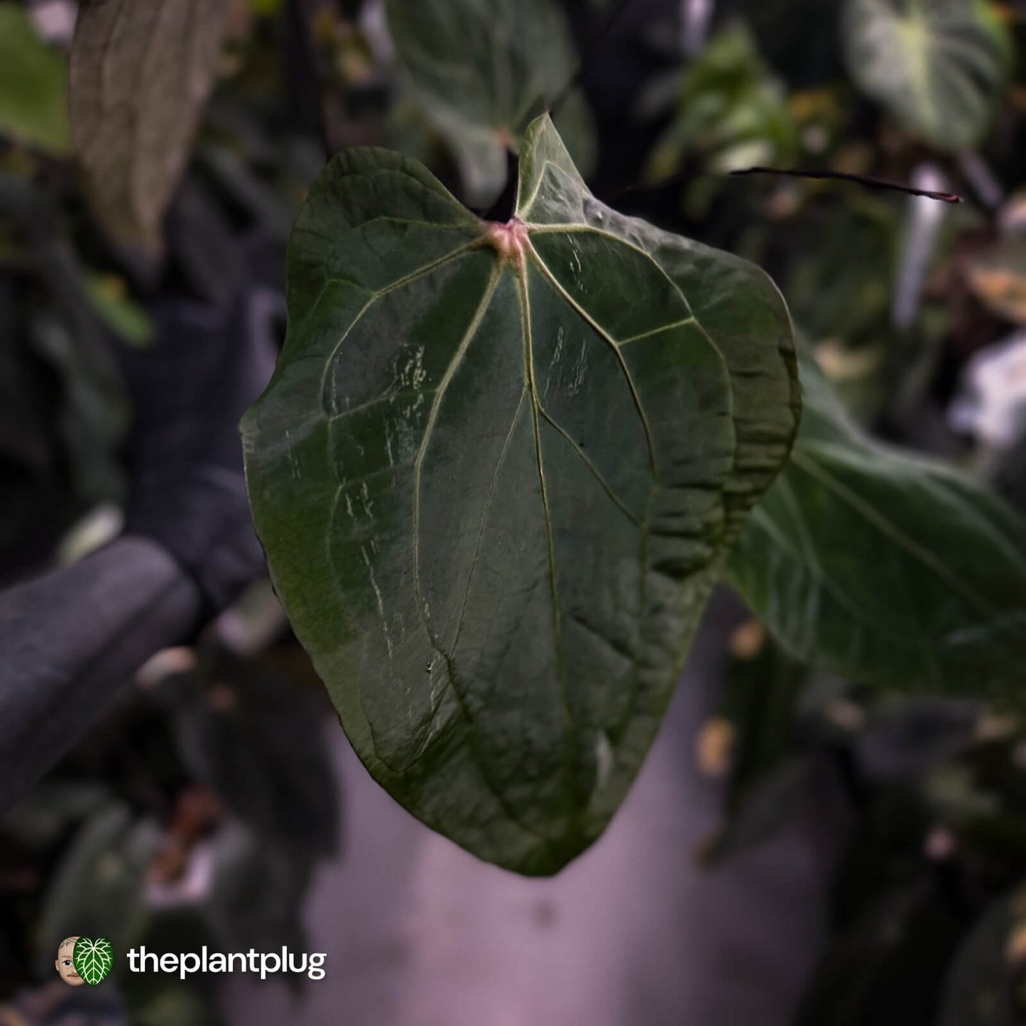 Anthurium [('Zara' x 'Michelle') x pap] x 'Jayda' • XL select holdback