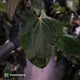 Anthurium [('Zara' x 'Michelle') x pap] x 'Jayda' • XL select holdback