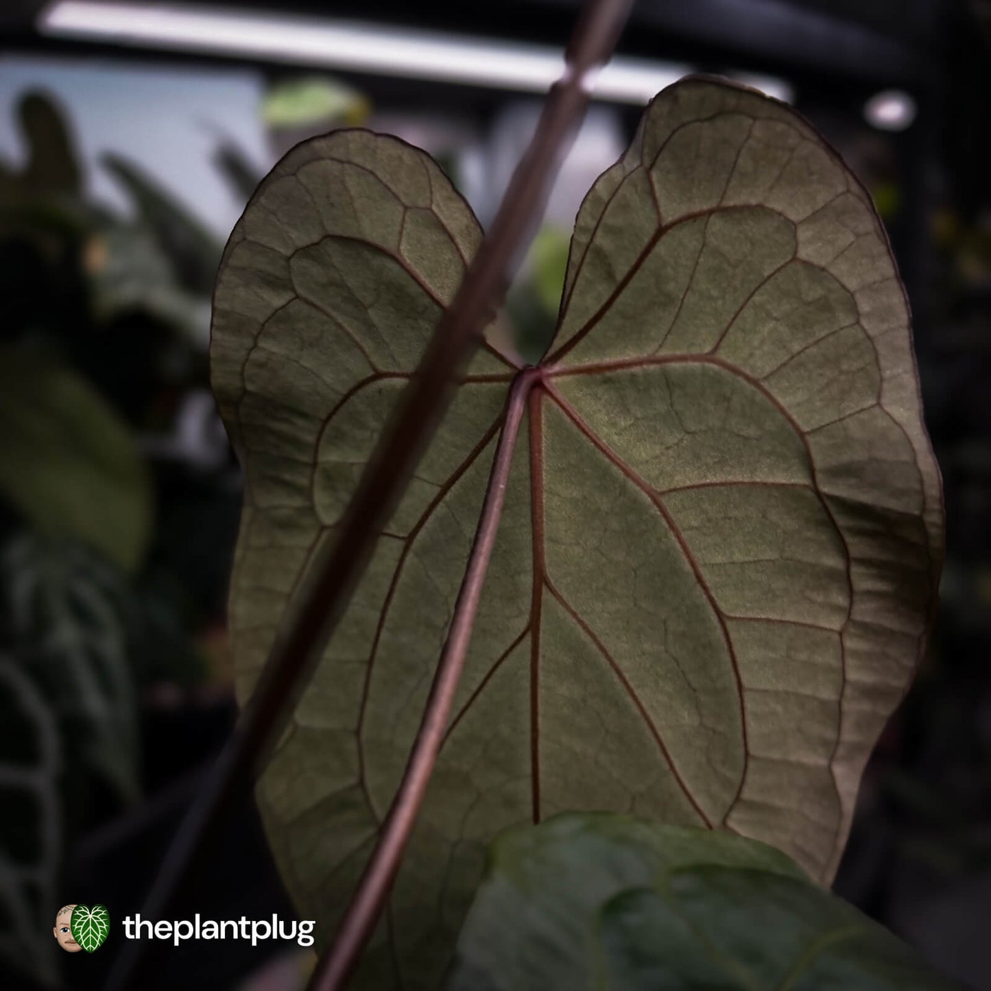 Anthurium [('Zara' x 'Michelle') x pap] x 'Jayda' • XL select holdback