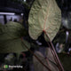 Anthurium [('Zara' x 'Michelle') x pap] x 'Jayda' • XL select holdback