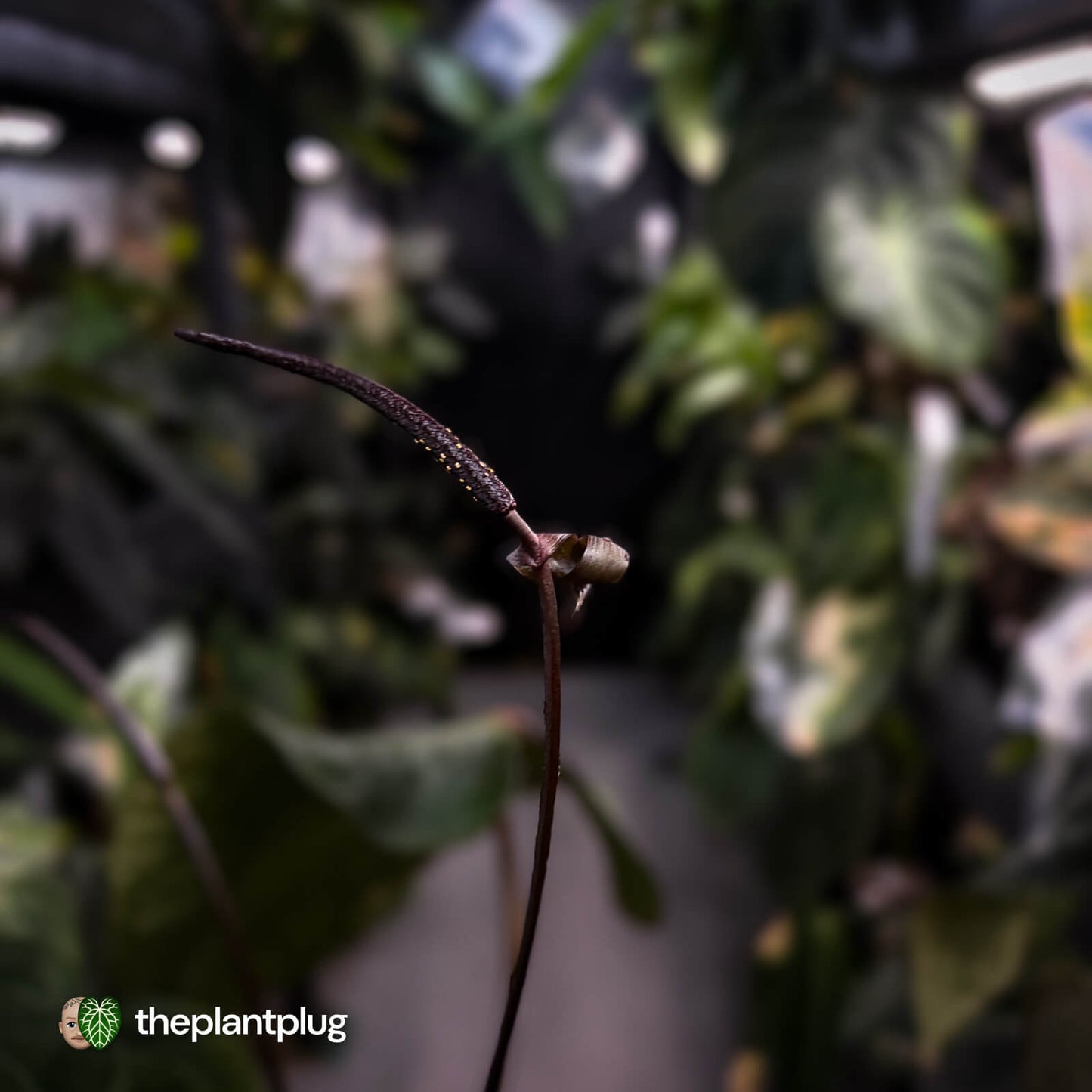Anthurium [('Zara' x 'Michelle') x pap] x 'Jayda' • XL select holdback
