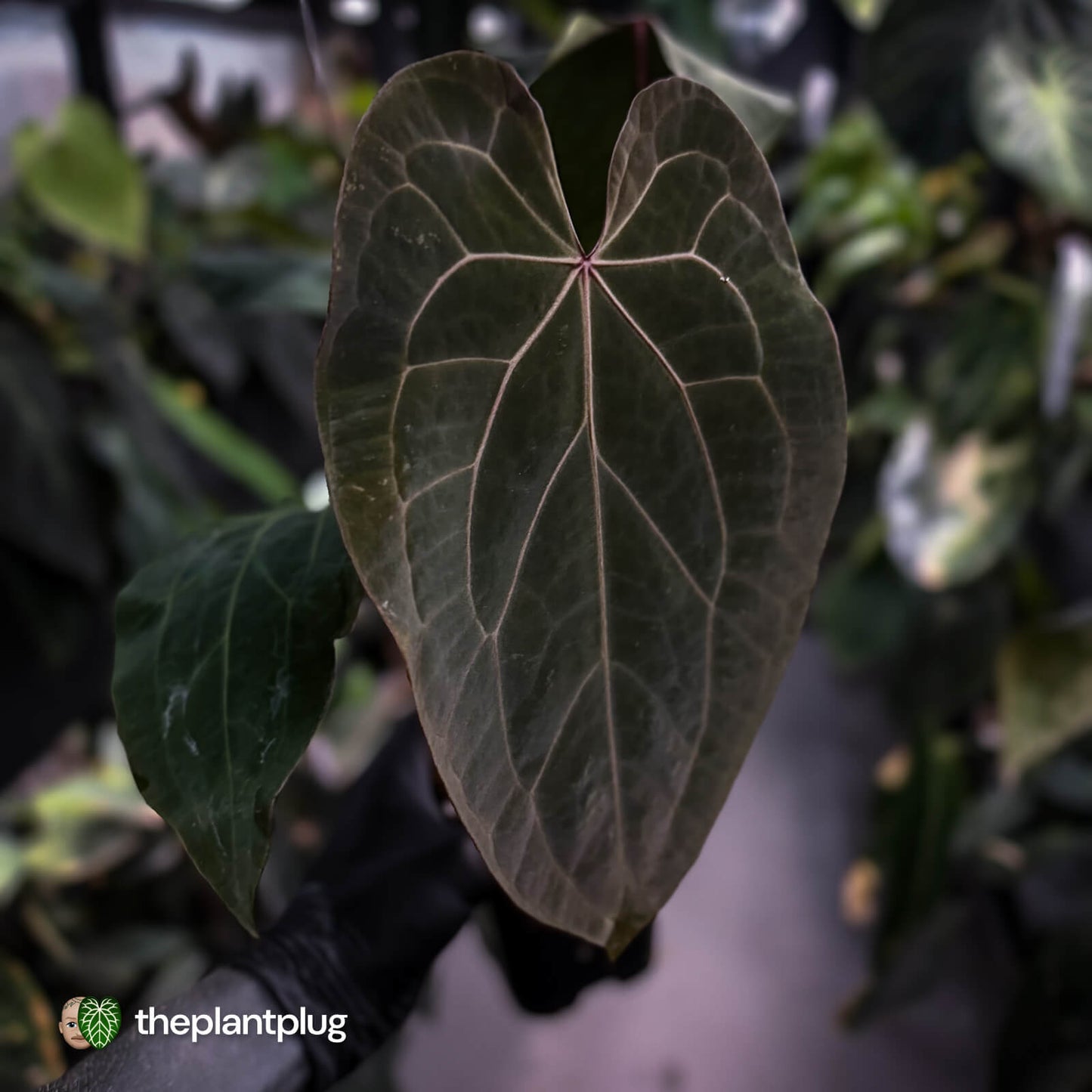 Anthurium [('Zara' x 'Michelle') x pap] x 'Jayda' • XL select holdback