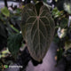Anthurium [('Zara' x 'Michelle') x pap] x 'Jayda' • XL select holdback