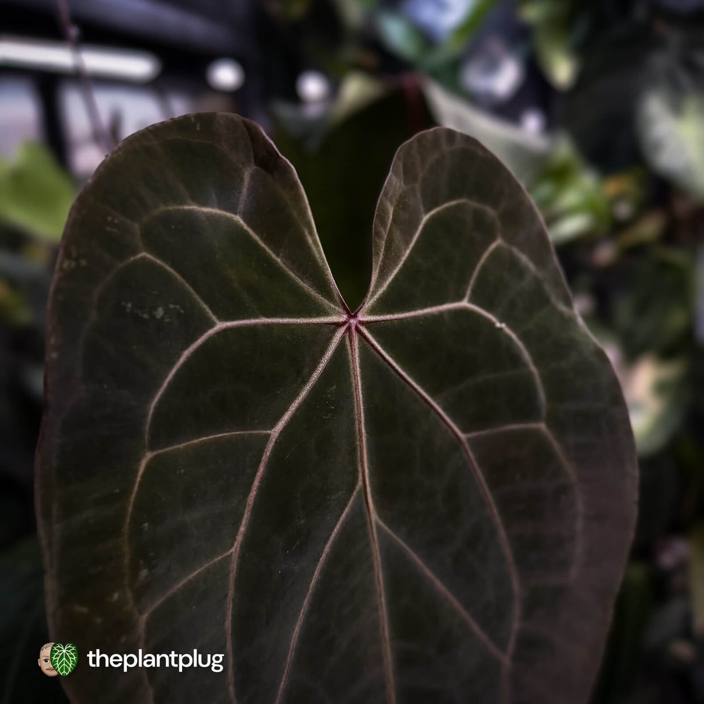 Anthurium [('Zara' x 'Michelle') x pap] x 'Jayda' • XL select holdback