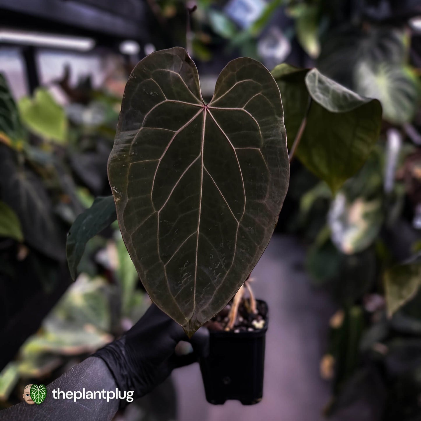 Anthurium [('Zara' x 'Michelle') x pap] x 'Jayda' • XL select holdback