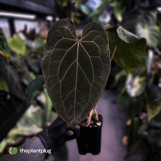 Anthurium [('Zara' x 'Michelle') x pap] x 'Jayda' • XL select holdback