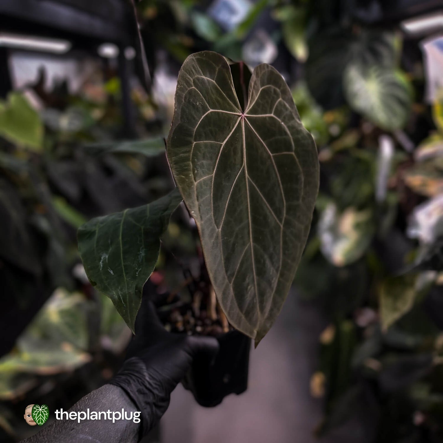 Anthurium [('Zara' x 'Michelle') x pap] x 'Jayda' • XL select holdback