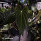 Anthurium 'Twin Phoenix' f2