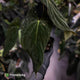 Anthurium 'Twin Phoenix' f2