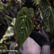 Anthurium 'Twin Phoenix' f2