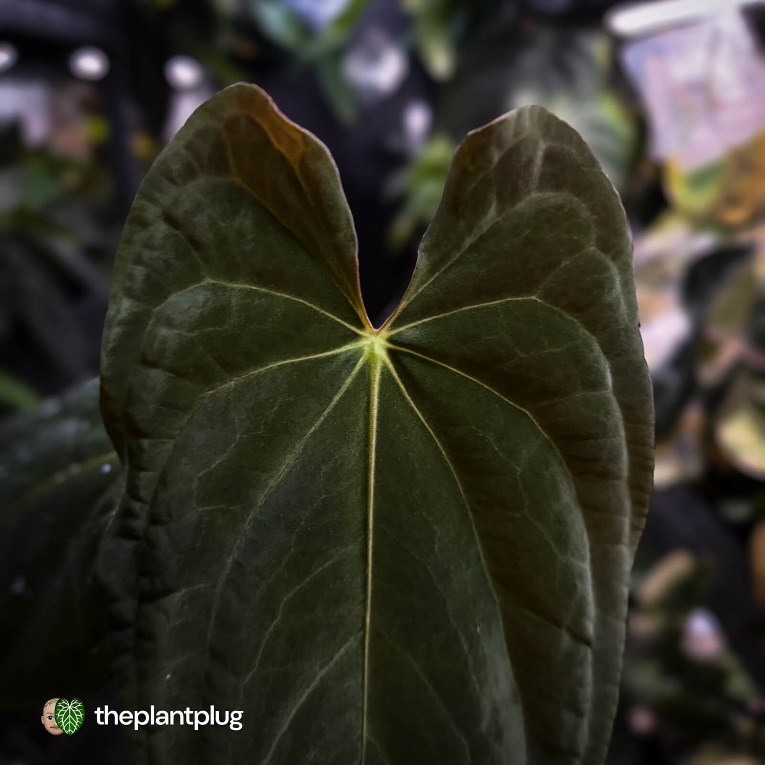 Anthurium 'Twin Phoenix' f2