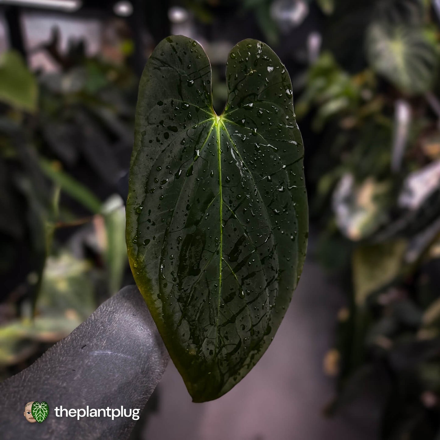 Anthurium #Lucifer