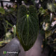 Anthurium #Lucifer