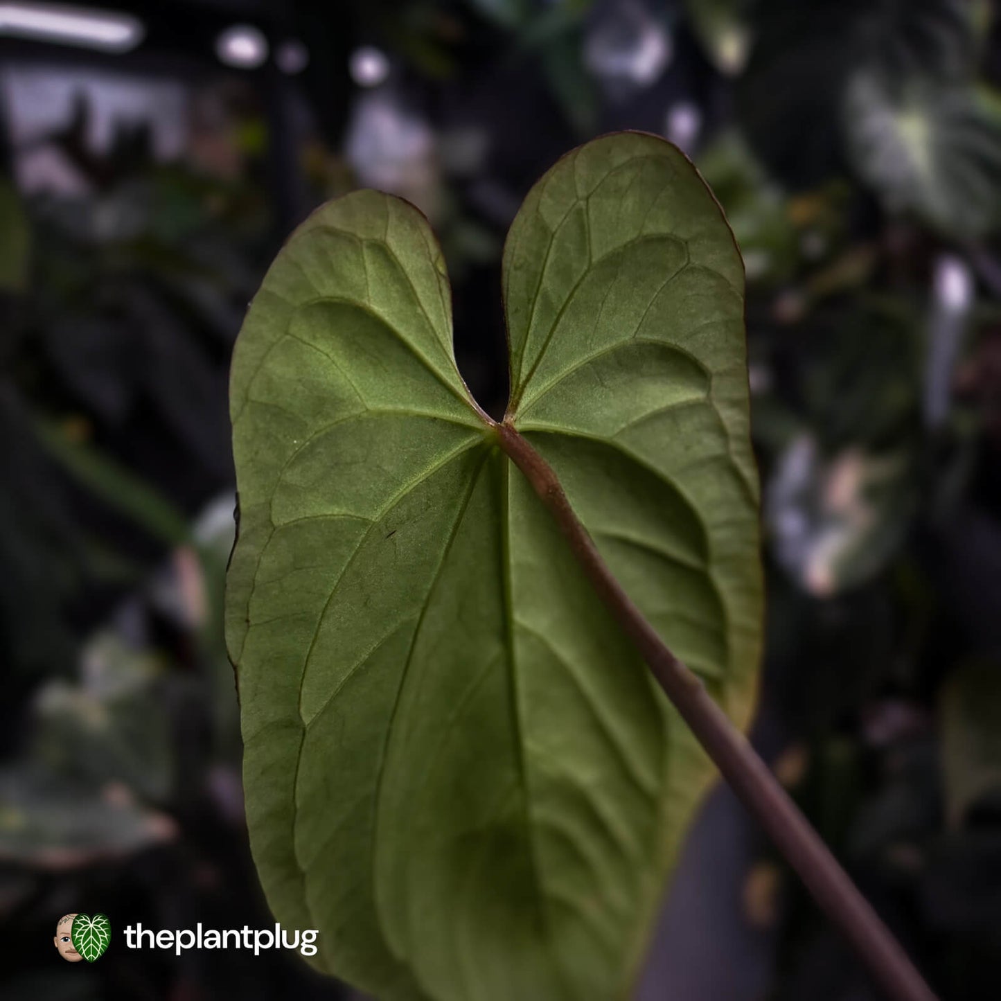 Anthurium #Lucifer