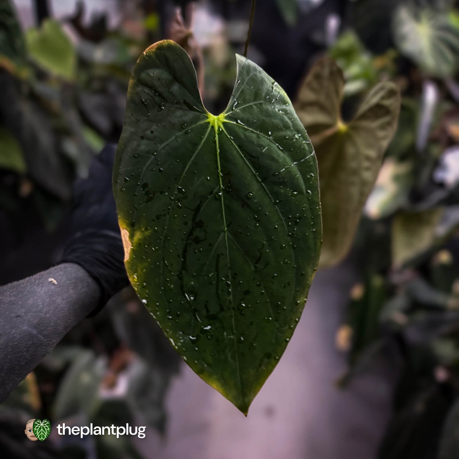 Anthurium #Lucifer • select
