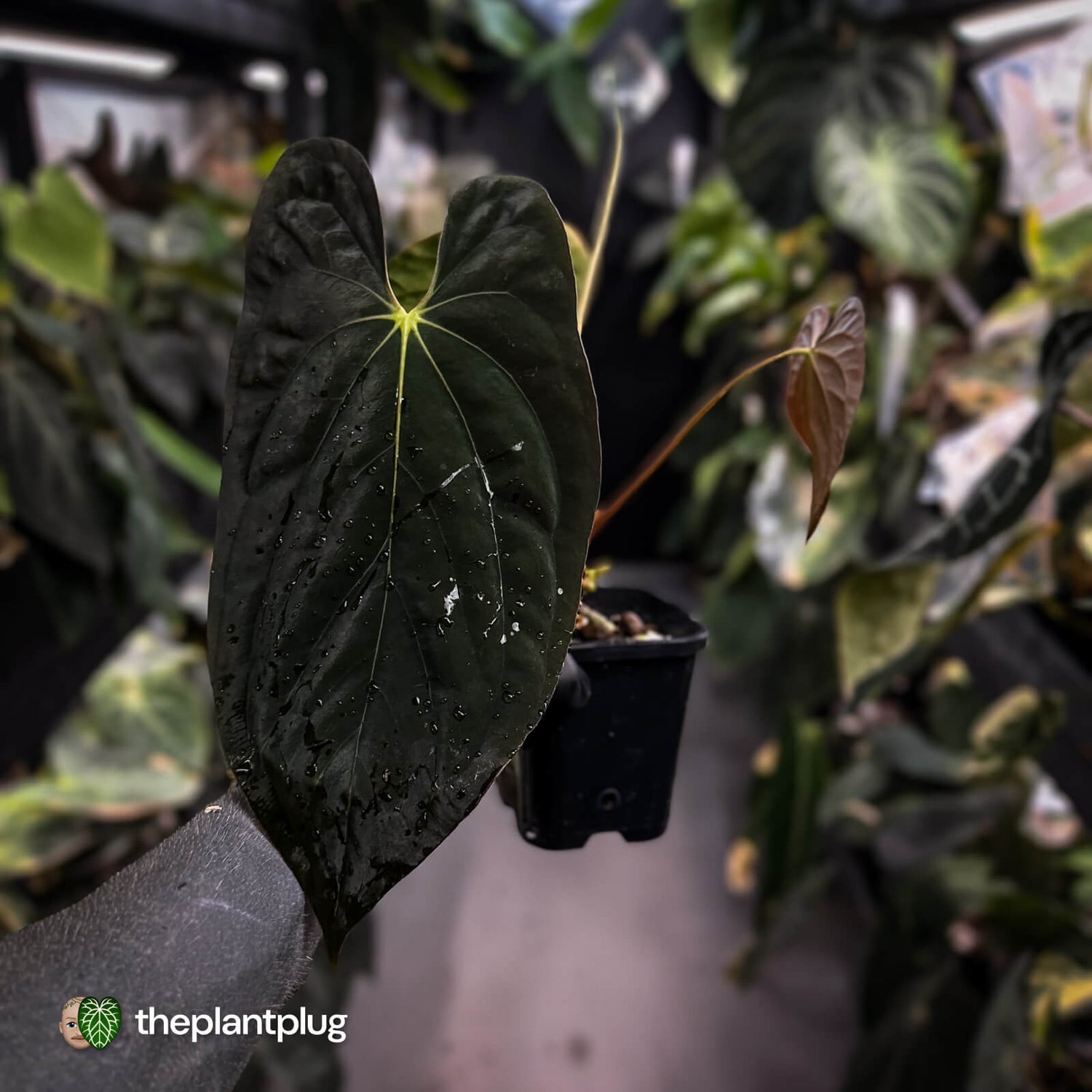 Anthurium #Lucifer • select