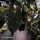 Anthurium #Lucifer • select
