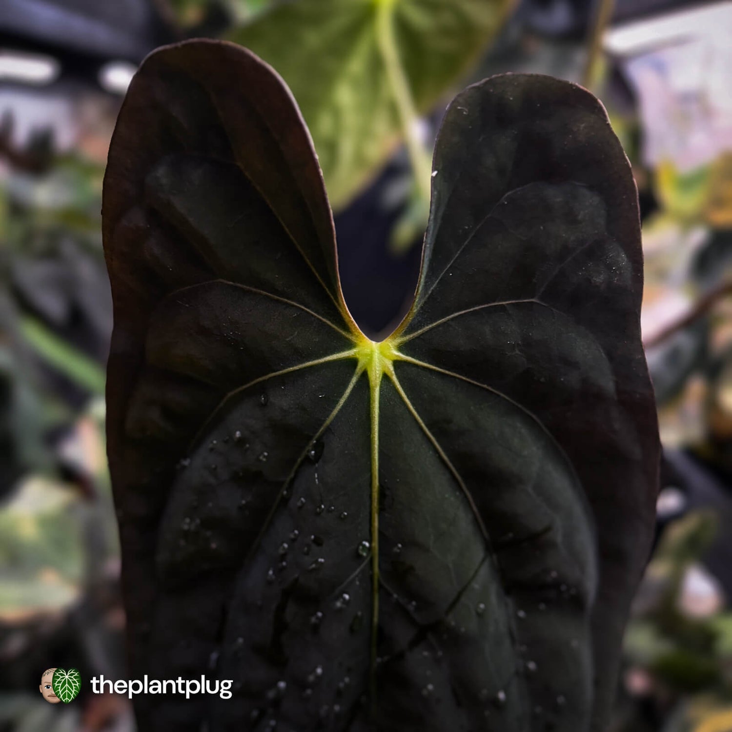 Anthurium #Lucifer • select