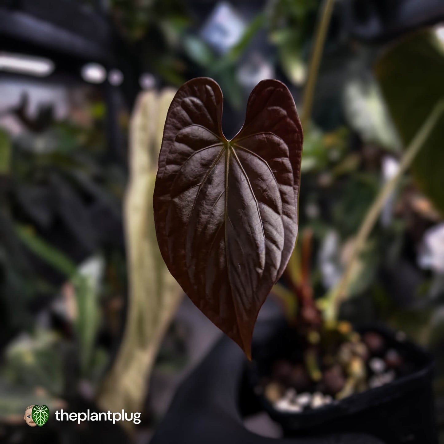 Anthurium #Lucifer • select