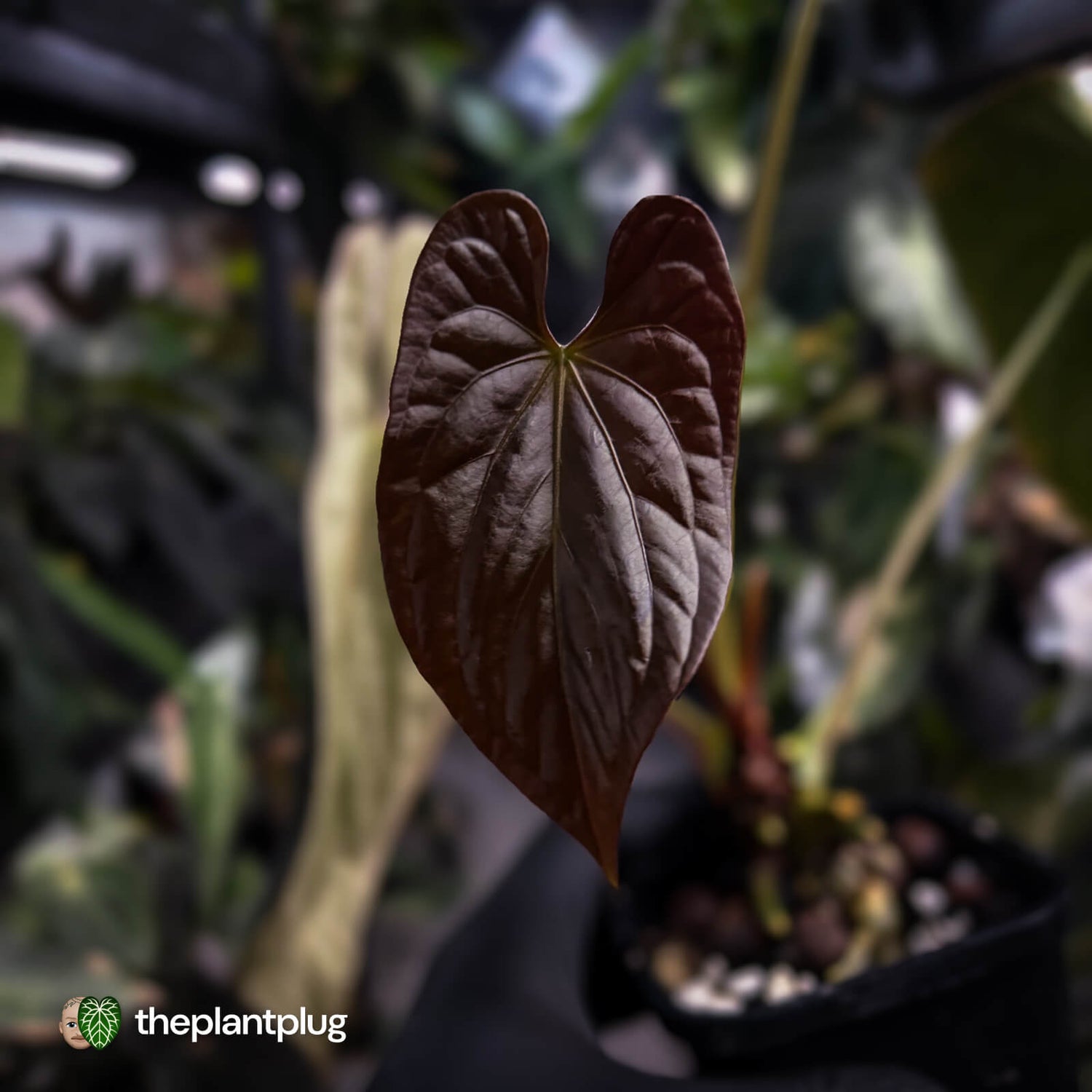 Anthurium #Lucifer • select