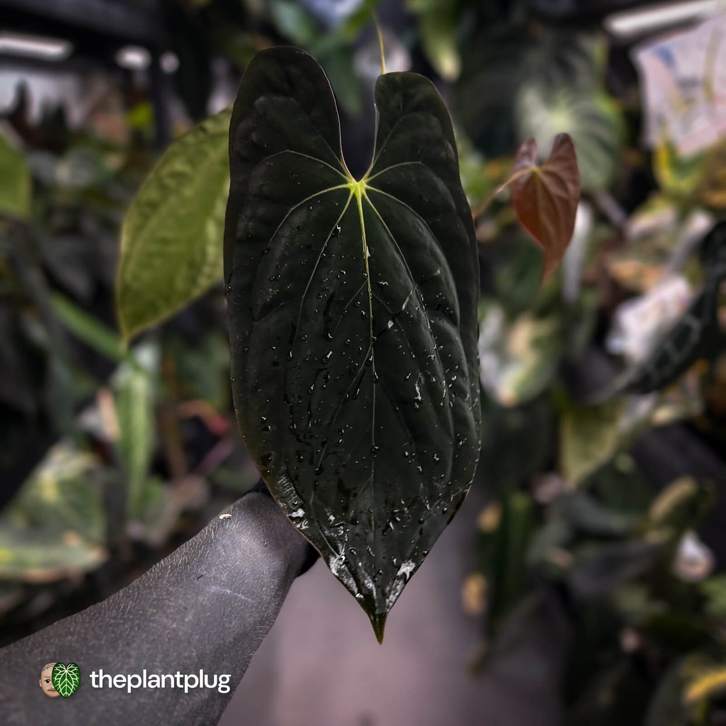 Anthurium #Lucifer • select