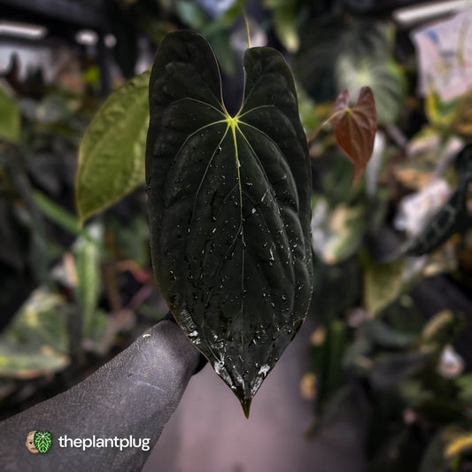 Anthurium #Lucifer • select