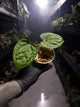 Anthurium forgetii x luxurians